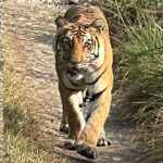 बाघ गणनाको नयाँ तथ्यांक सार्वजनिक, संख्या बढेपनि वृद्धिदर घट्यो