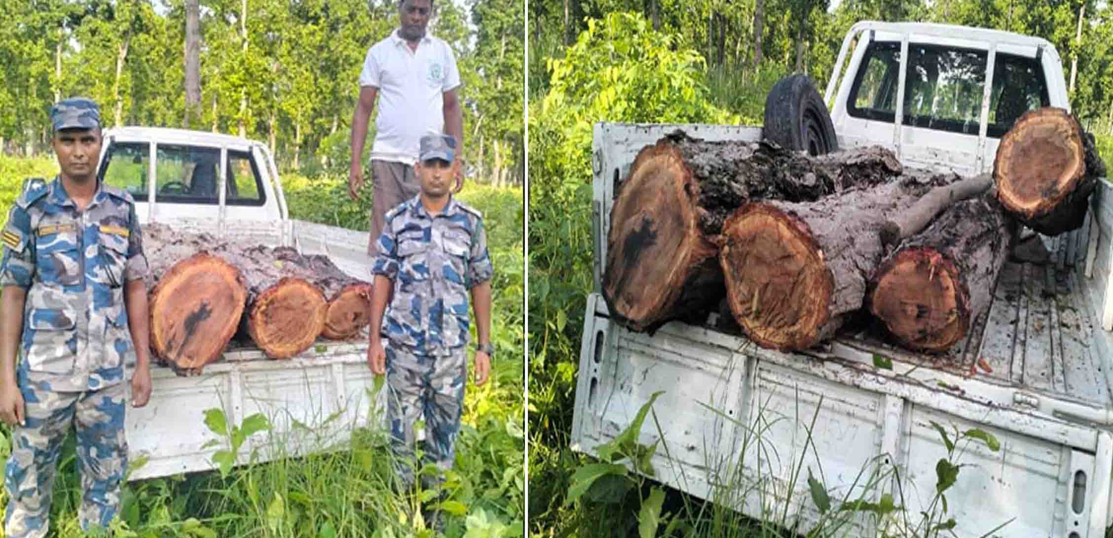 पर्साको सोलखपुर जंगलबाट अवैध सालको गोलिया काठ बरामद
