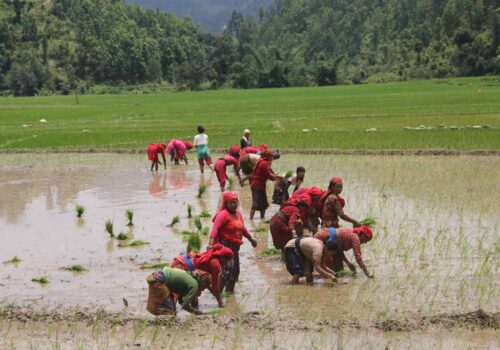 देशभर २ लाख हेक्टर खेतमा रोपाइँ हुन बाँकी, मधेस सबैभन्दा प्रभावित