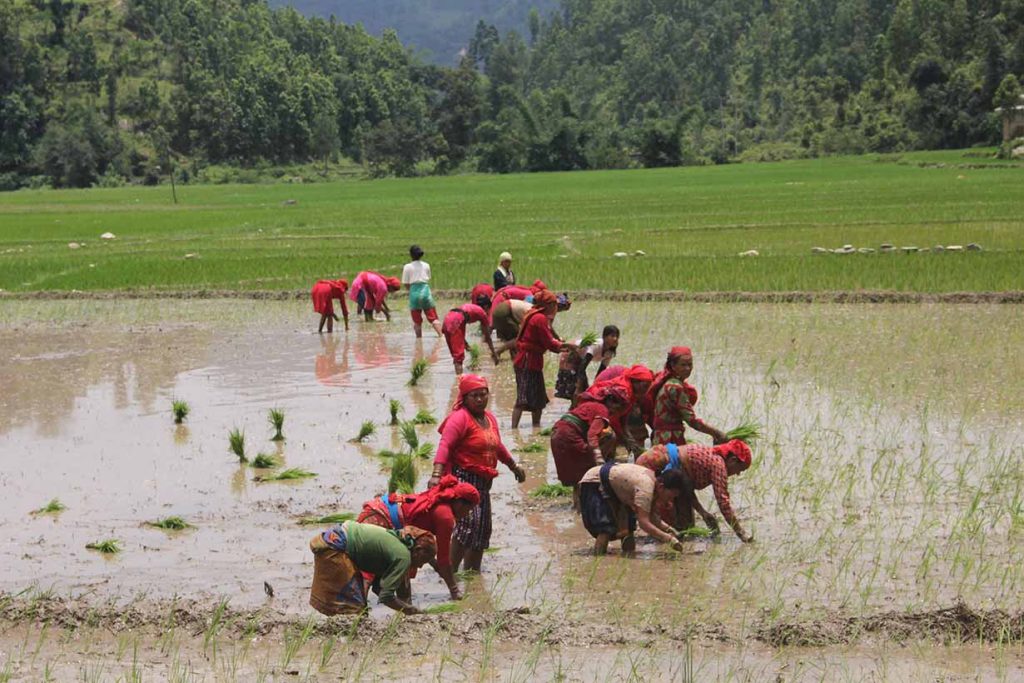 देशभर २ लाख हेक्टर खेतमा रोपाइँ हुन बाँकी, मधेस सबैभन्दा प्रभावित