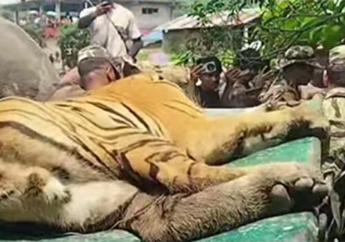 चितवनमा बाघको आतंक, आक्रमणबाट एक जना घाइते