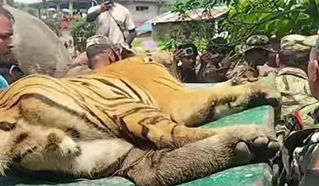 चितवनमा बाघको आतंक, आक्रमणबाट एक जना घाइते