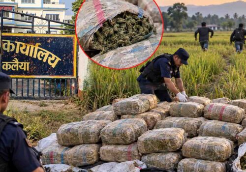 धानखेतमा लुकाएर राखिएको १५१ किलो गाँजा बरामद, तस्करको खोजी जारी