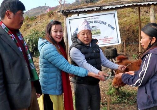 बसाइँसराइ रोक्न छथर जोरपाटीको नयाँ पहल : लैनो गाईपछि सुरक्षित आवास