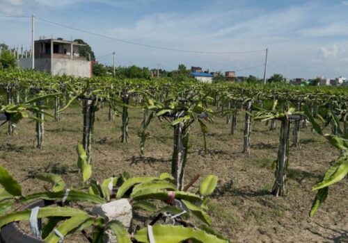 सामाजिक सञ्जालबाट सिकेको ज्ञानले फस्टायो ड्रागन फ्रुटखेती