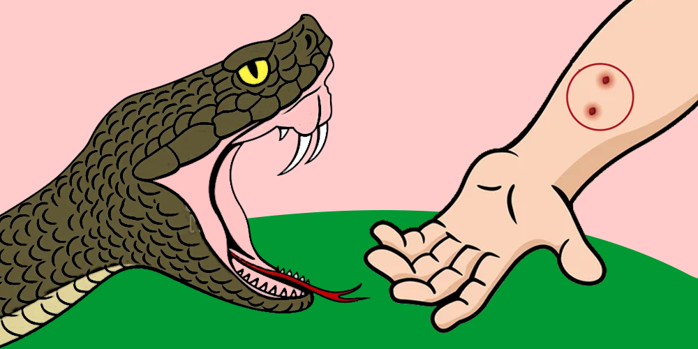 गर्मी र वर्षामा सर्पको आतंक, सावधानी अपनाउन आग्रह