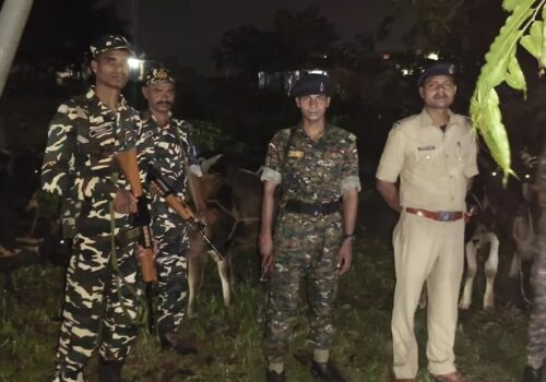 नेपाल भारत सीमा हुँदै गाईगोरुको तस्करी, १० वटा गाईगोरु नियन्त्रणमा