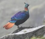 मानवीय गतिविधिको असर : डाँफेको आवाज फेरिँदै, बासस्थान उक्लिँदै