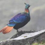 मानवीय गतिविधिको असर : डाँफेको आवाज फेरिँदै, बासस्थान उक्लिँदै