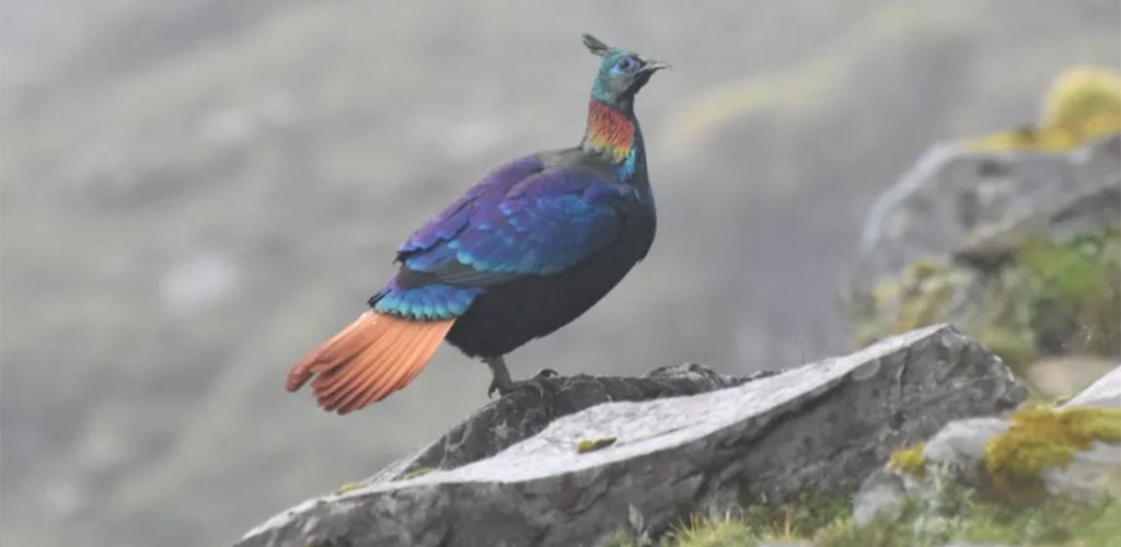 मानवीय गतिविधिको असर : डाँफेको आवाज फेरिँदै, बासस्थान उक्लिँदै
