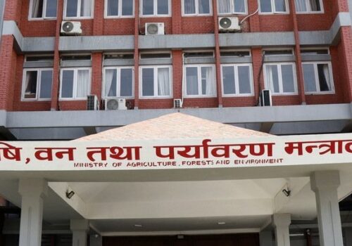 धान किसानलाई बजारको सुनिश्चितता, सरकारले १५ हजार मेट्रिक टन धान किन्ने