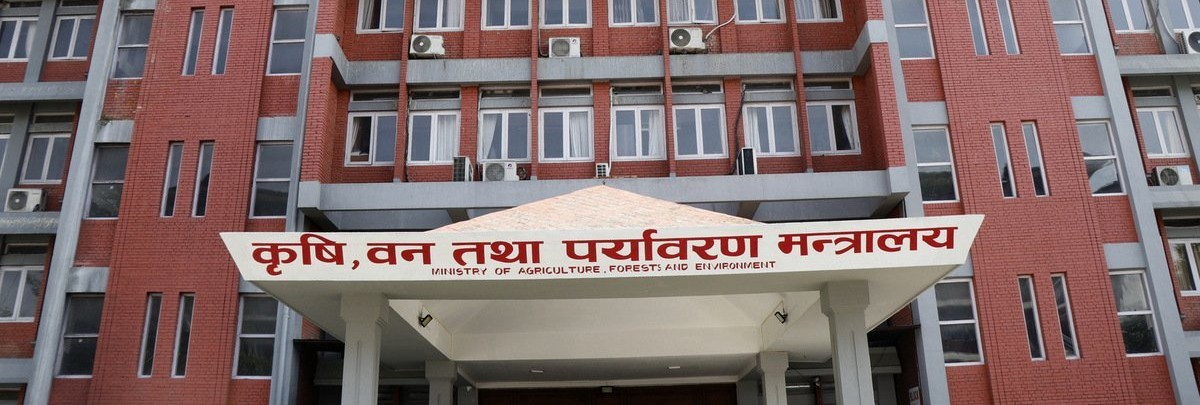 धान किसानलाई बजारको सुनिश्चितता, सरकारले १५ हजार मेट्रिक टन धान किन्ने