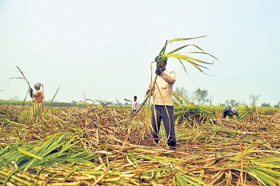 उखु किसानले पाउने भए डेढ अर्बभन्दा बढी अनुदान